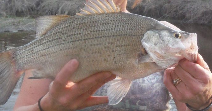 White Bass  Hunt Fish Manitoba