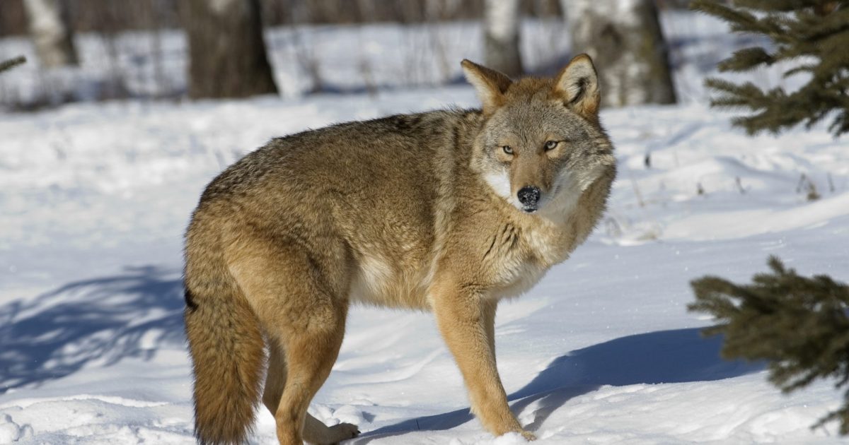 Predators | Hunt Fish Manitoba