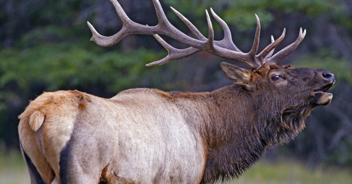 Elk Hunt Fish Manitoba