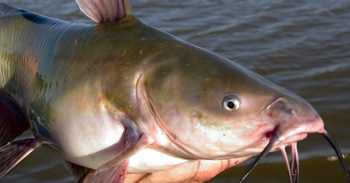 Channel Catfish  Hunt Fish Manitoba