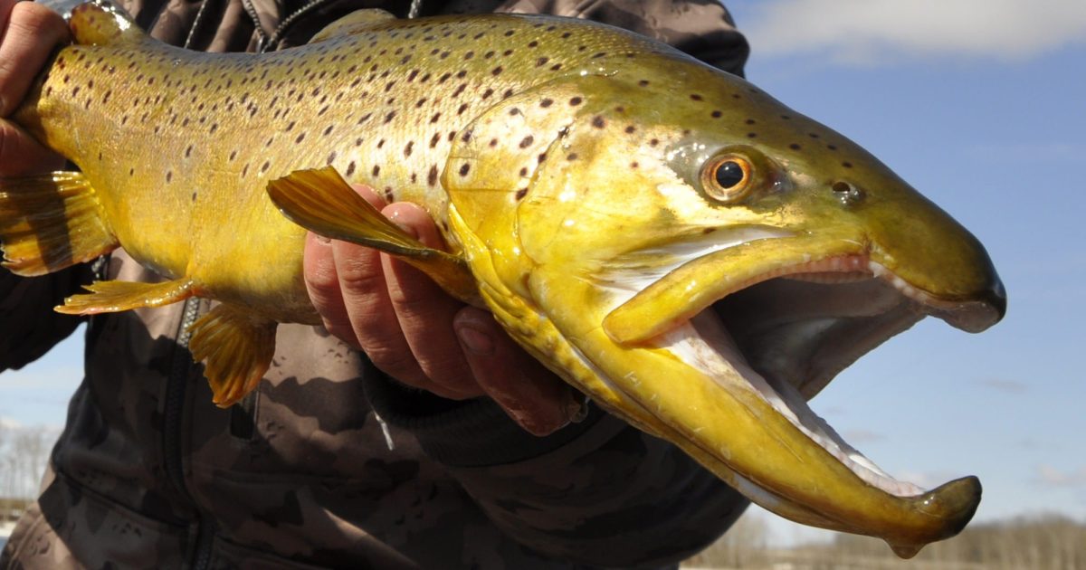 Brown Trout  Hunt Fish Manitoba